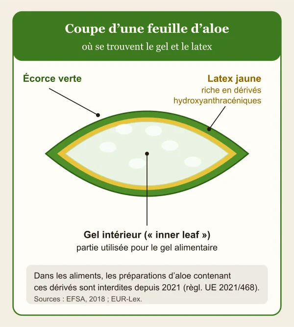 Schéma en coupe d’une feuille d’aloe : à l’extérieur l’écorce verte, puis une fine couche de latex jaune riche en dérivés hydroxyanthracéniques, et au centre le gel intérieur translucide, utilisé pour le gel alimentaire.
