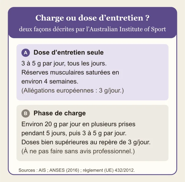 Comparaison de deux façons décrites par l’Australian Institute of Sport : A, la dose d’entretien seule, 3 à 5 g par jour, qui sature les réserves musculaires en environ 4 semaines, les allégations européennes reposant sur 3 g par jour ; B, la phase de charge, environ 20 g par jour en plusieurs prises pendant 5 jours puis 3 à 5 g par jour, des doses bien supérieures au repère de 3 g, à ne pas faire sans avis professionnel.