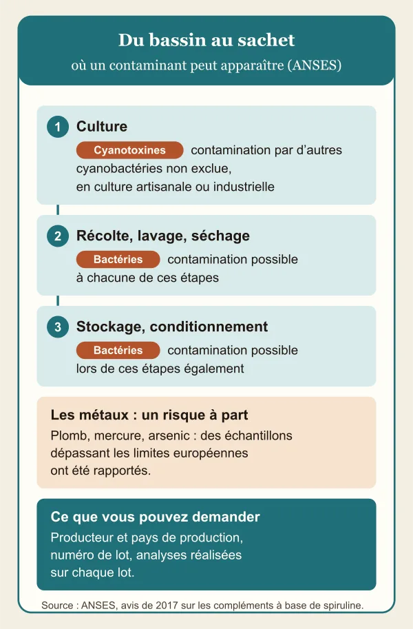Du bassin au sachet, d’après l’ANSES. Culture : cyanotoxines, une contamination par d’autres cyanobactéries n’étant pas exclue, en culture artisanale ou industrielle. Récolte, lavage, séchage, puis stockage et conditionnement : contamination possible par des bactéries. Les métaux, risque à part : des échantillons dépassant les limites européennes en plomb, mercure ou arsenic ont été rapportés. À demander : producteur, pays de production, numéro de lot et analyses par lot.